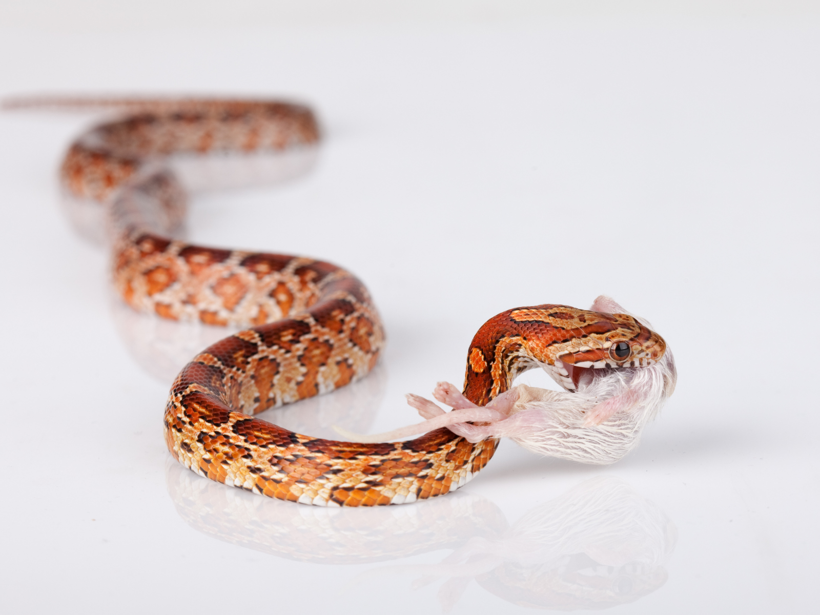 frozen mice for corn snake