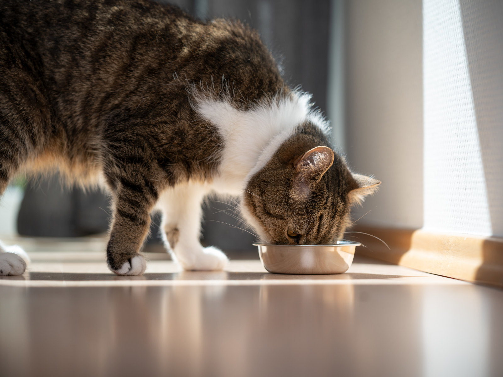 whole prey for cat: mice