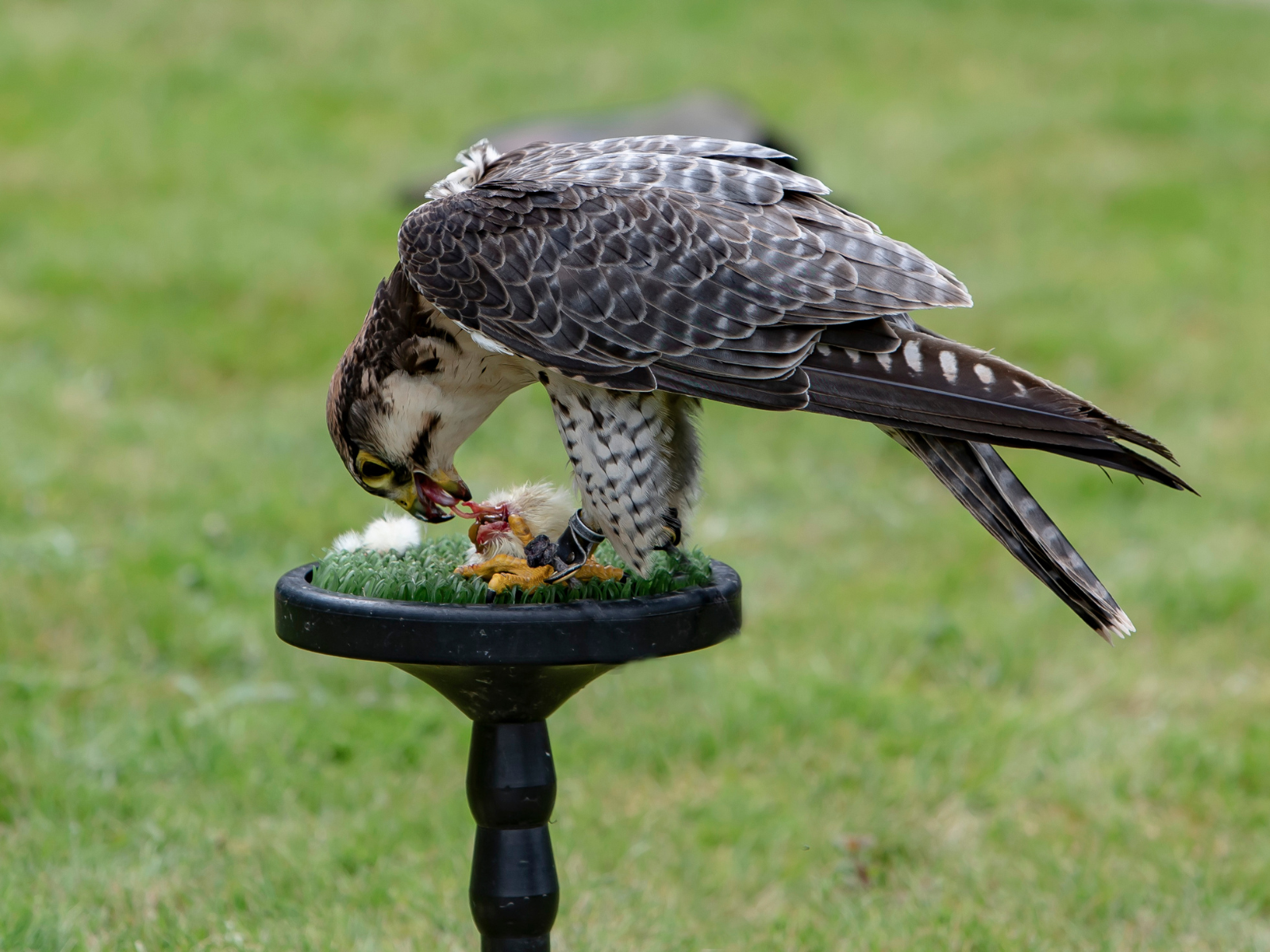 prey for raptors: frozen mice