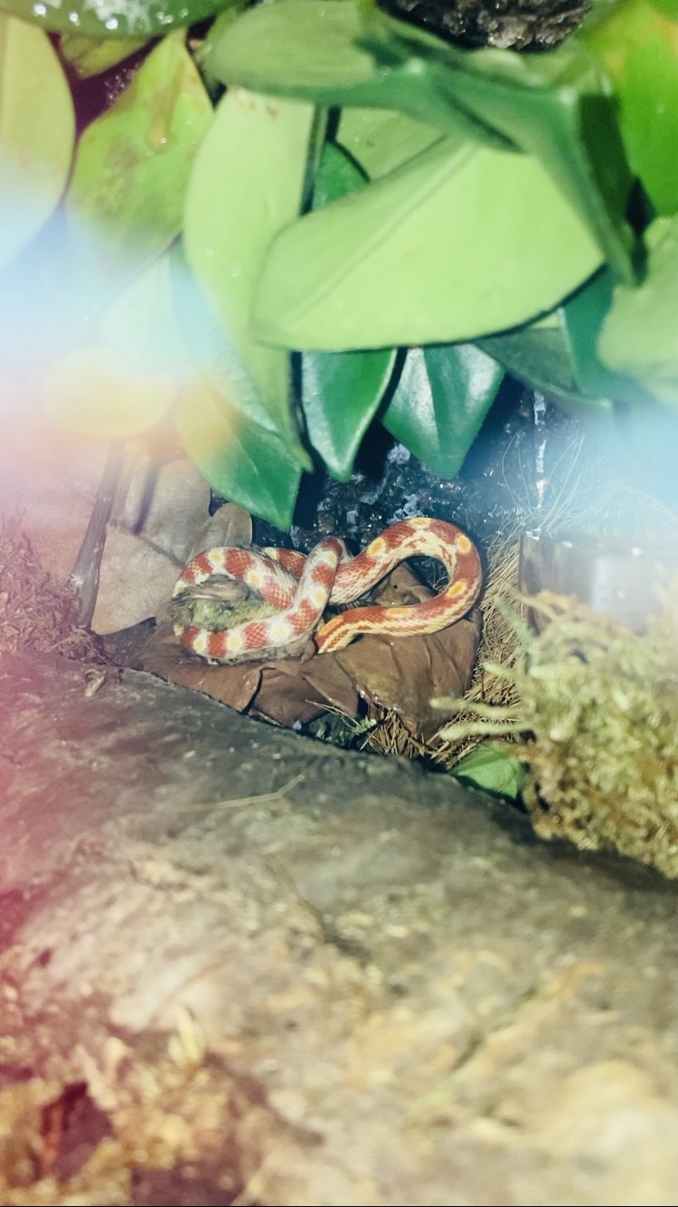 corn snake in a bioactive terrarium, feeding