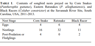 What does a corn snake eat? Preferred food in nature, chart