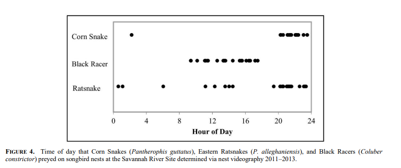 what does a corn snake eat? times of day when corn snakes feed in nature, chart