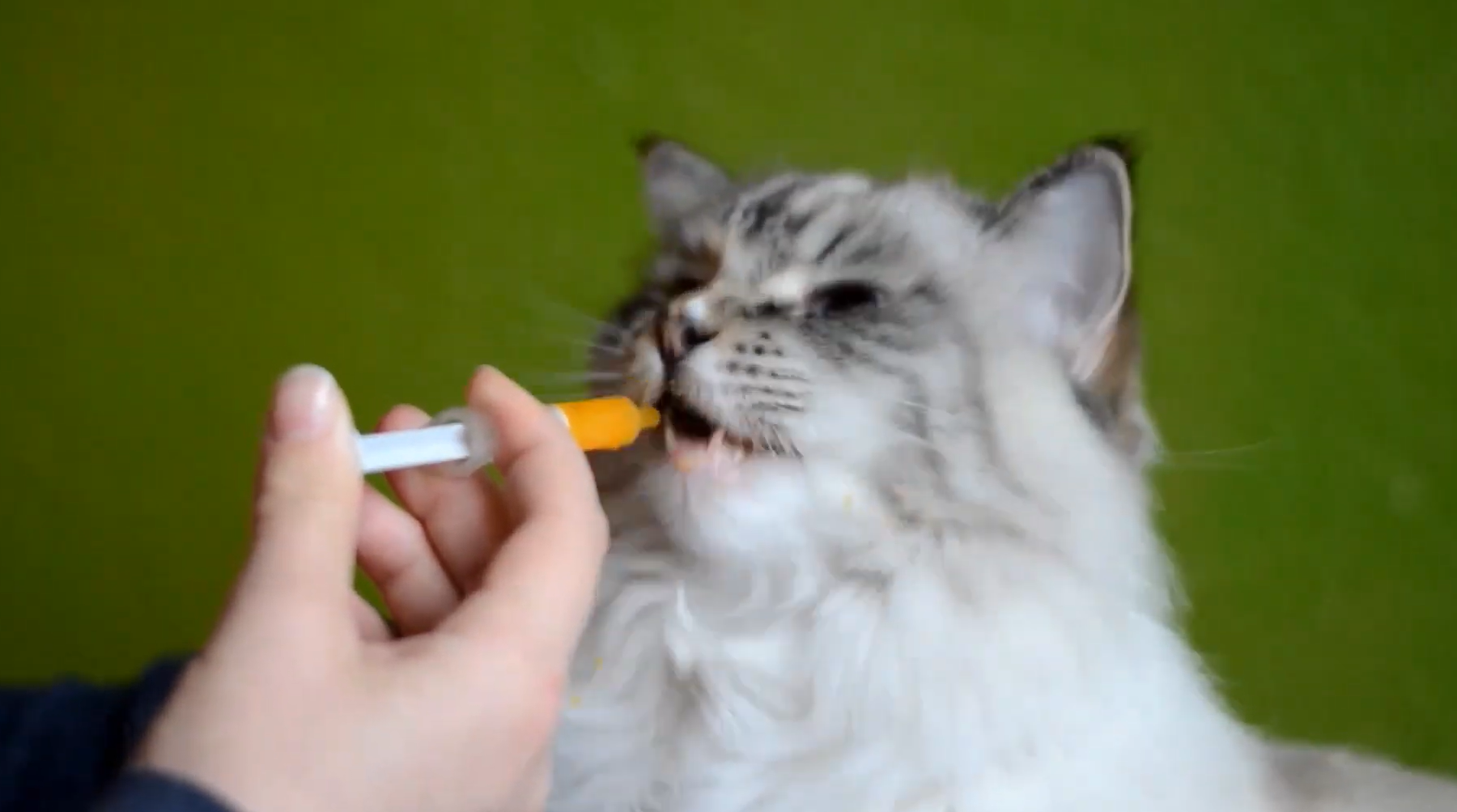 administering supplements to a cat with a syringe