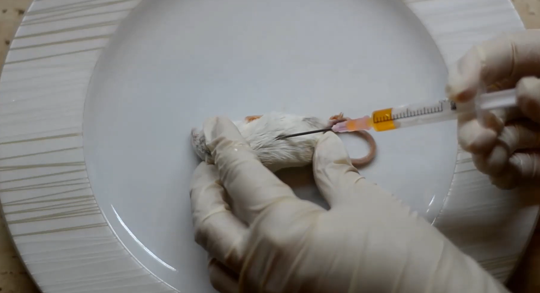 adding supplements to cat food