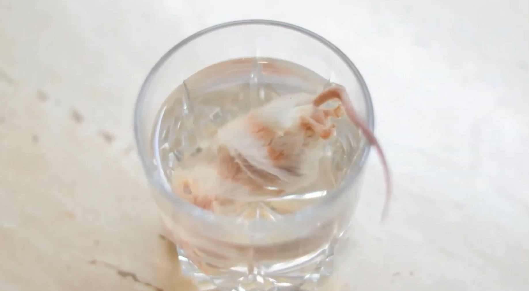 mouse from whole prey store for cats