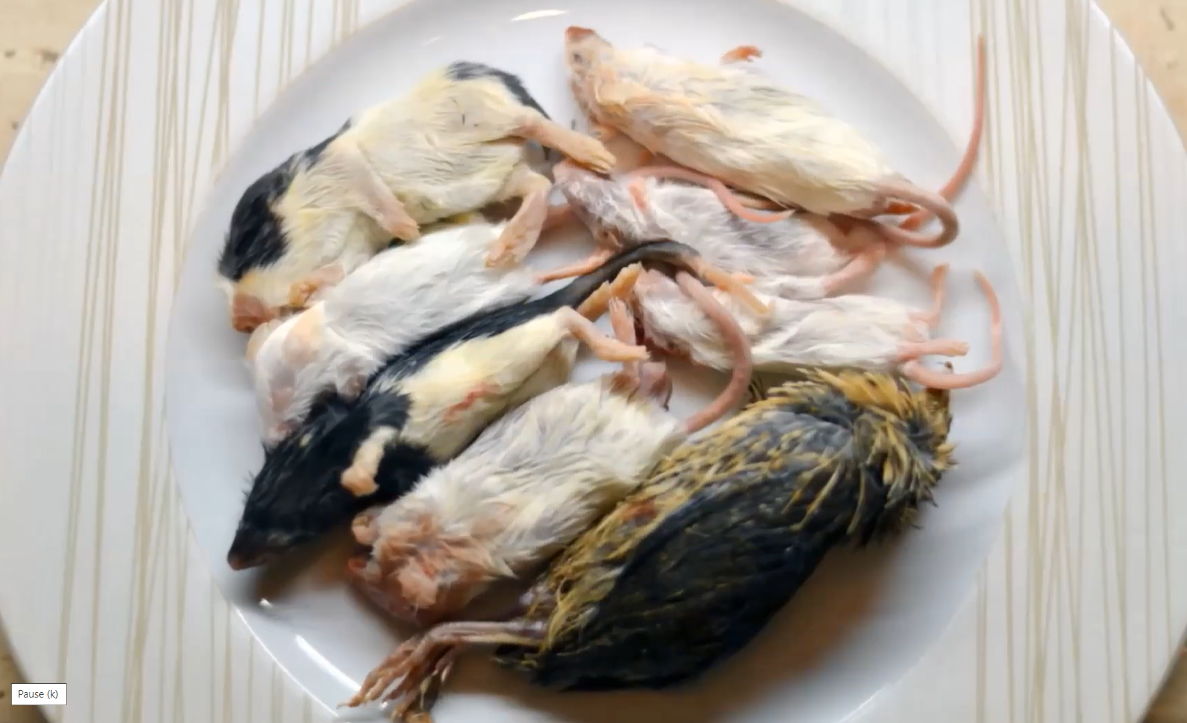 Arten von Katzenfutter: Nassfutter, BARF und Whole Prey aus dem Tierfuttergeschäft