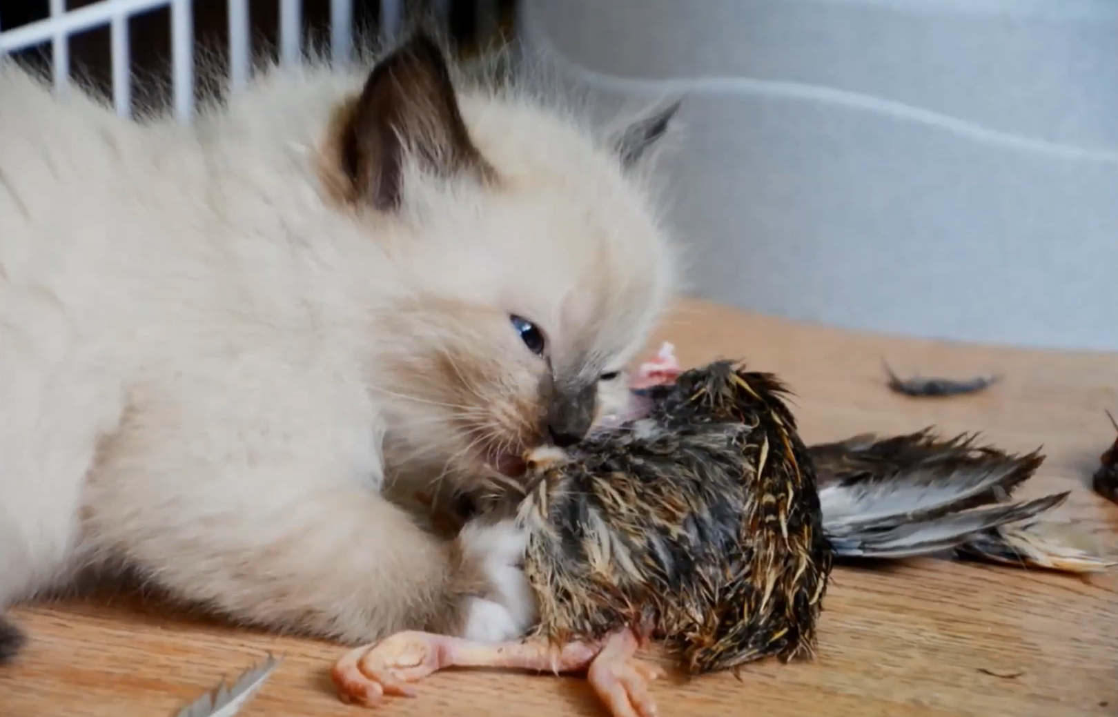 Ragdoll eating a quail (whole prey for cats)