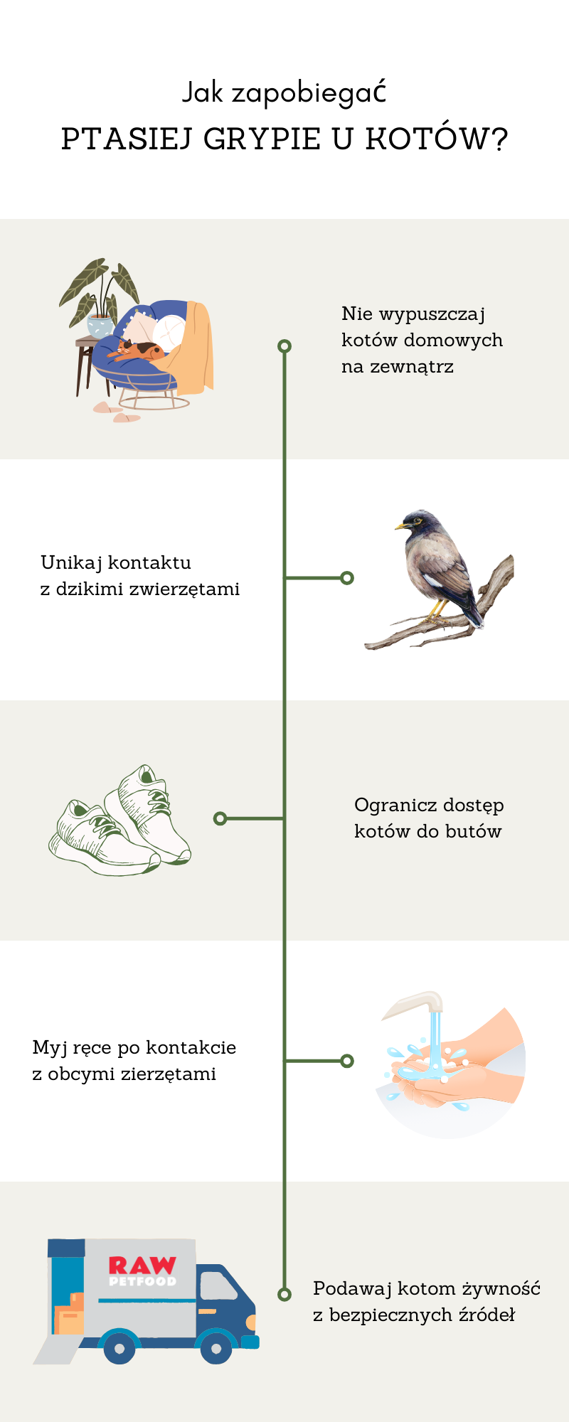 Ptasia grypa u kotów, jak unikać zakażenia, infografika