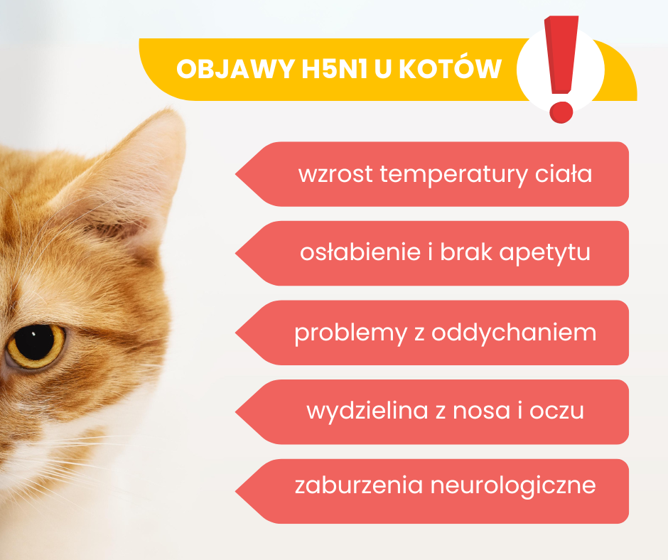 Objawy ptasiej grypy u kotów, infografika