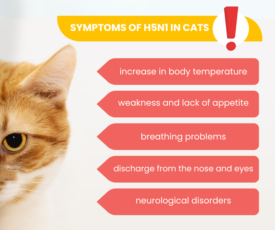 Symptoms of avian flu in cats, infographic