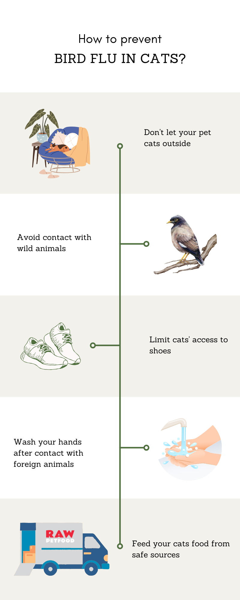 Avian flu in cats, how to avoid infection, infographic