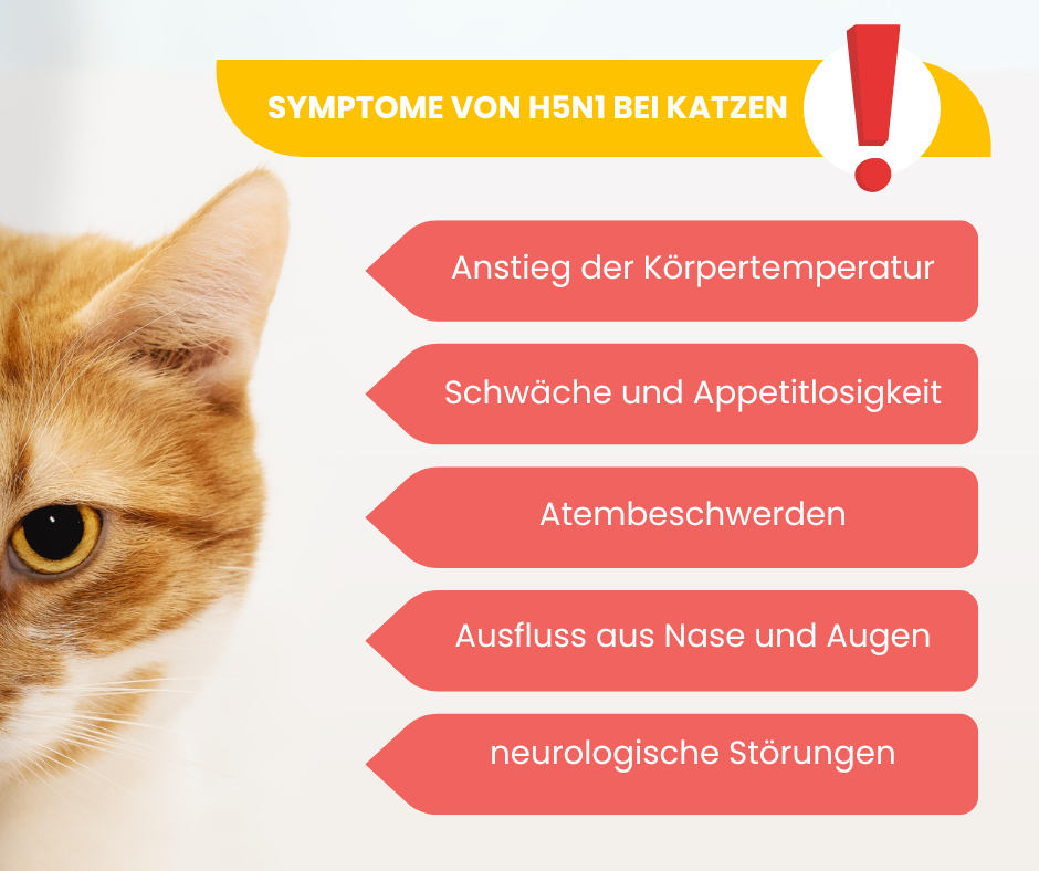 Symptome der Vogelgrippe bei Katzen, Infografik