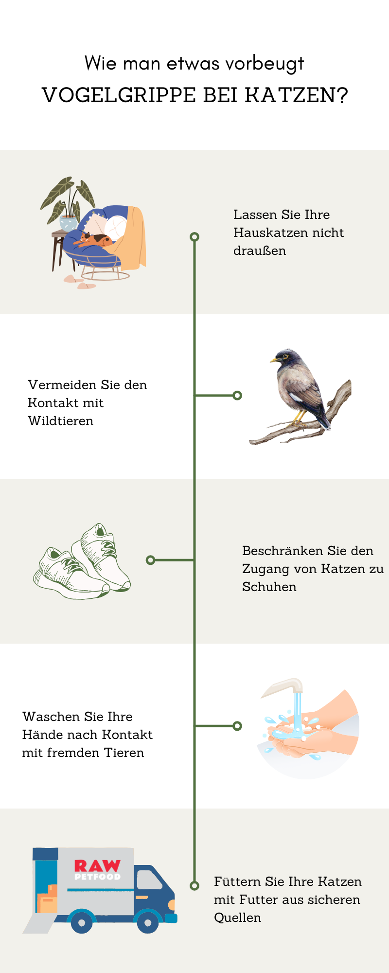 Vogelgrippe bei Katzen, wie man eine Infektion vermeidet, Infografik
