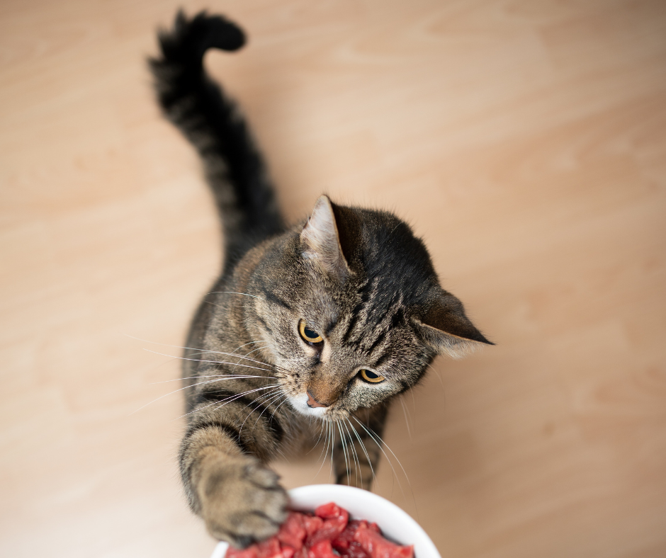 Futter für Schlangen: gefrorene Ratten