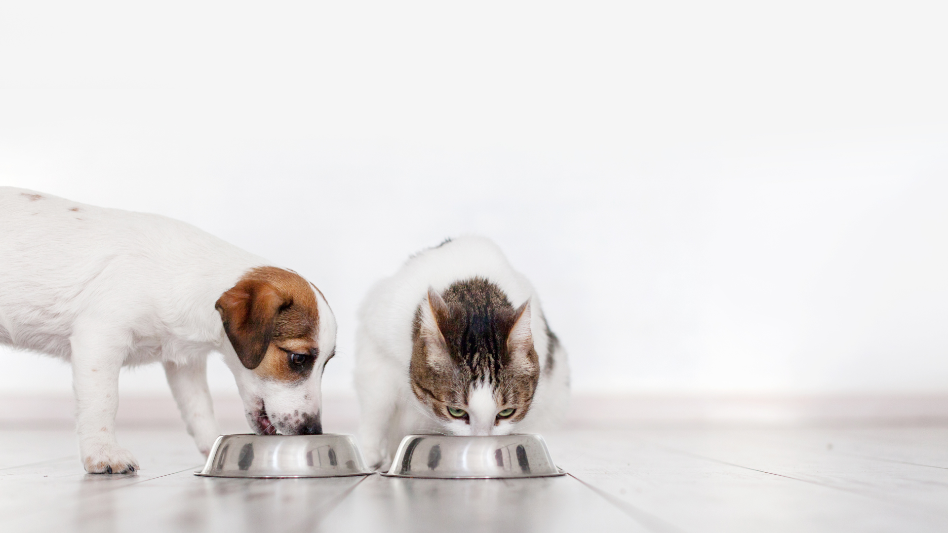 Zusammensetzung von Futterratten - Entspricht Ganzbeutetier den Ernährungsstandards für Katzen und Hunde?