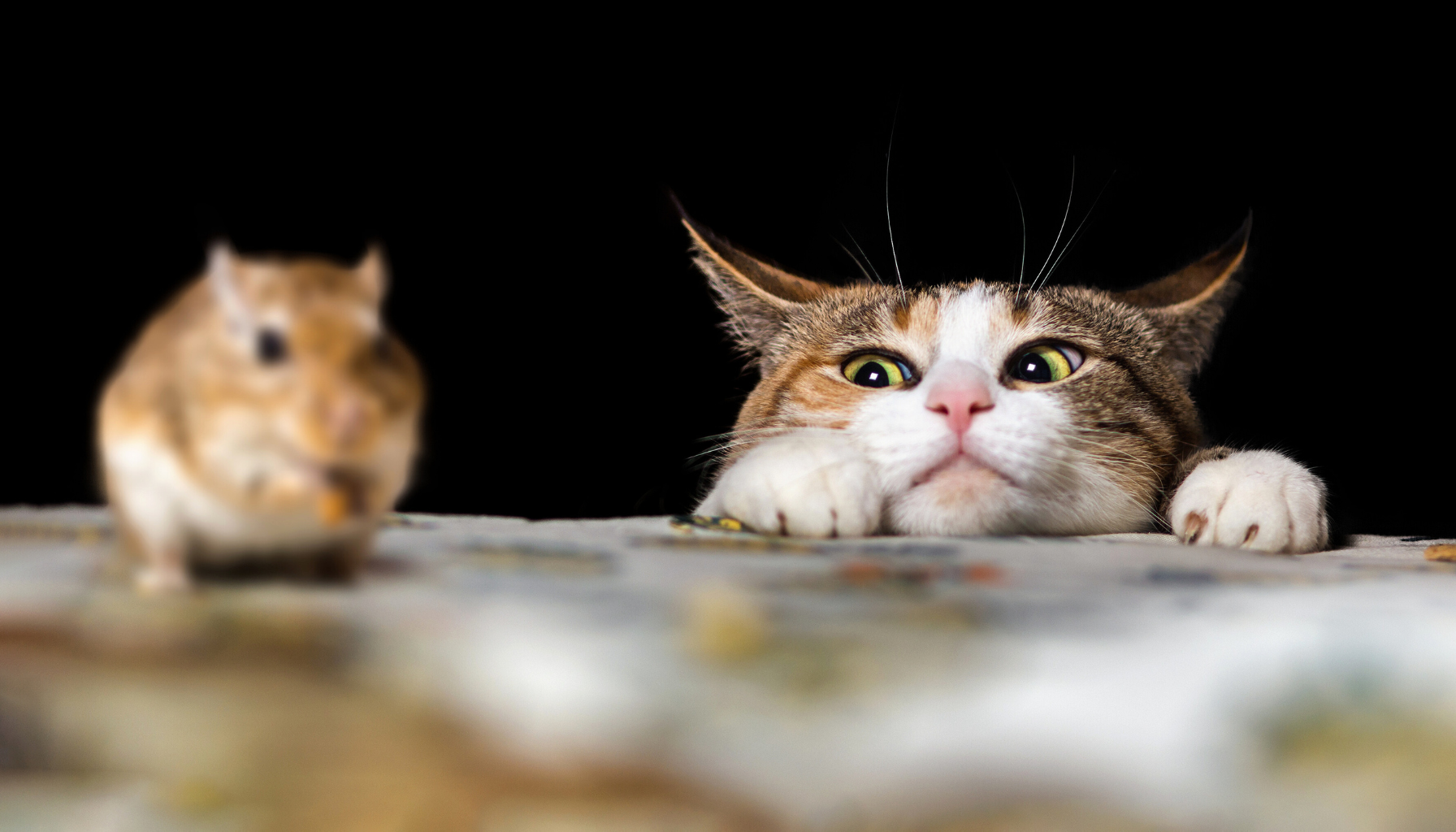 Whole prey a wielkość posiłków w naturalnej diecie kota