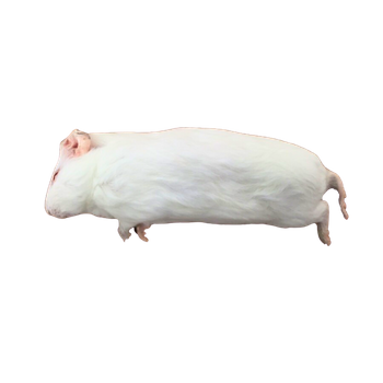 Guinea pig 300g+