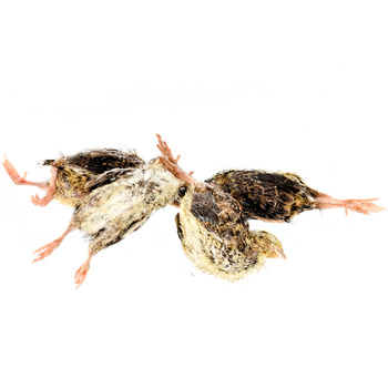 Quails 20/30g 10pcs