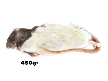Rats 450g+