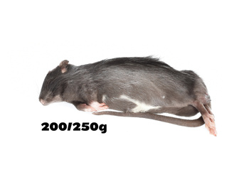 Rats 200/250g