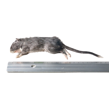 Rennmaus 40-60g [10 Stuck]