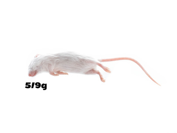 Myszy 5/9g PAKIET 100 szt