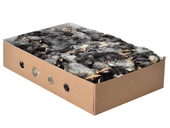 Pisklęta jednodniowe (kurczaki) [K] 10kg