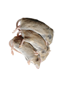 Mastomys 30-40g [10 pieces]