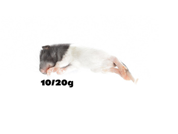 Rats 10/20g