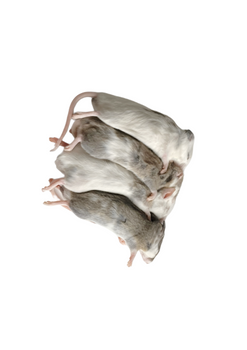 Mastomys 50-59g [10 pieces]