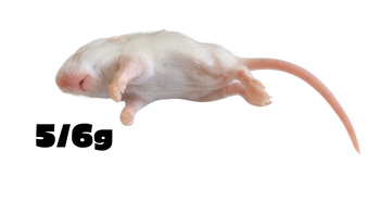 Myszy 5/6g [25 sztuk]
