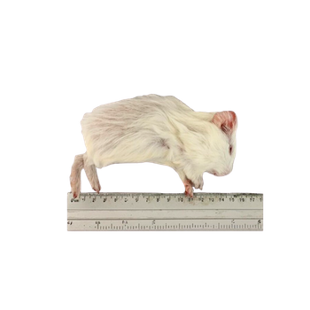 Guinea pig 100- 300g