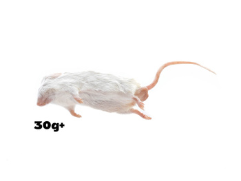 Mäuse 30g+g XXL [10 Stuck]
