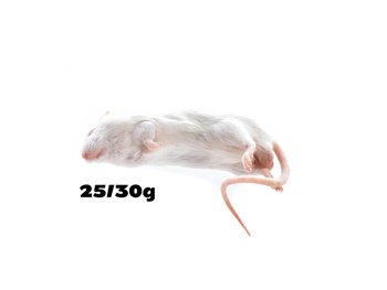 Mäuse 25/30g PACK von 100 Stück