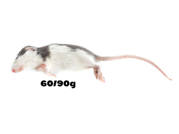 Ratten 60/90g