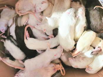 Rats Mix of sizes 1kg (grade B)