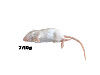 Mice 7/10g S [25 pieces]