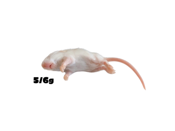 Mice 5/6g S [25 pieces]