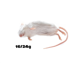 Mäuse L 16/24g [25 Stuck]