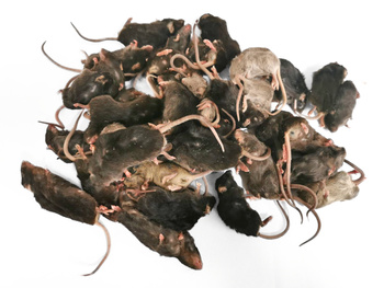 Mice black 6-40g 1kg (S-XXL)