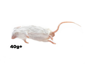 Myszy 40g+ XXL [10 sztuk]