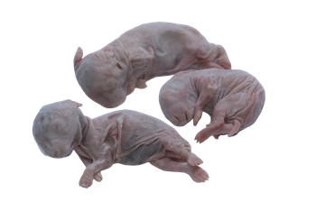 Rabbits Newborns [10 pcs]