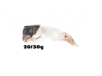 Ratten 20/30g