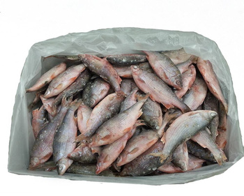 Süßwasserfisch (Plötze) – 15 kg (Block)