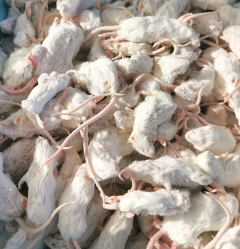 Mäuse 6-40g 1kg (grade B)