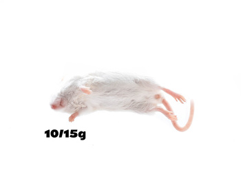 Mysz 10/15g  PAKIET 100szt