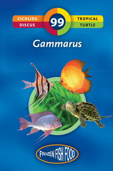 Kiełż (Gammarus)