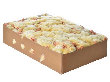 Pisklęta jednodniowe (kurczaki) PAKIET 20 kg